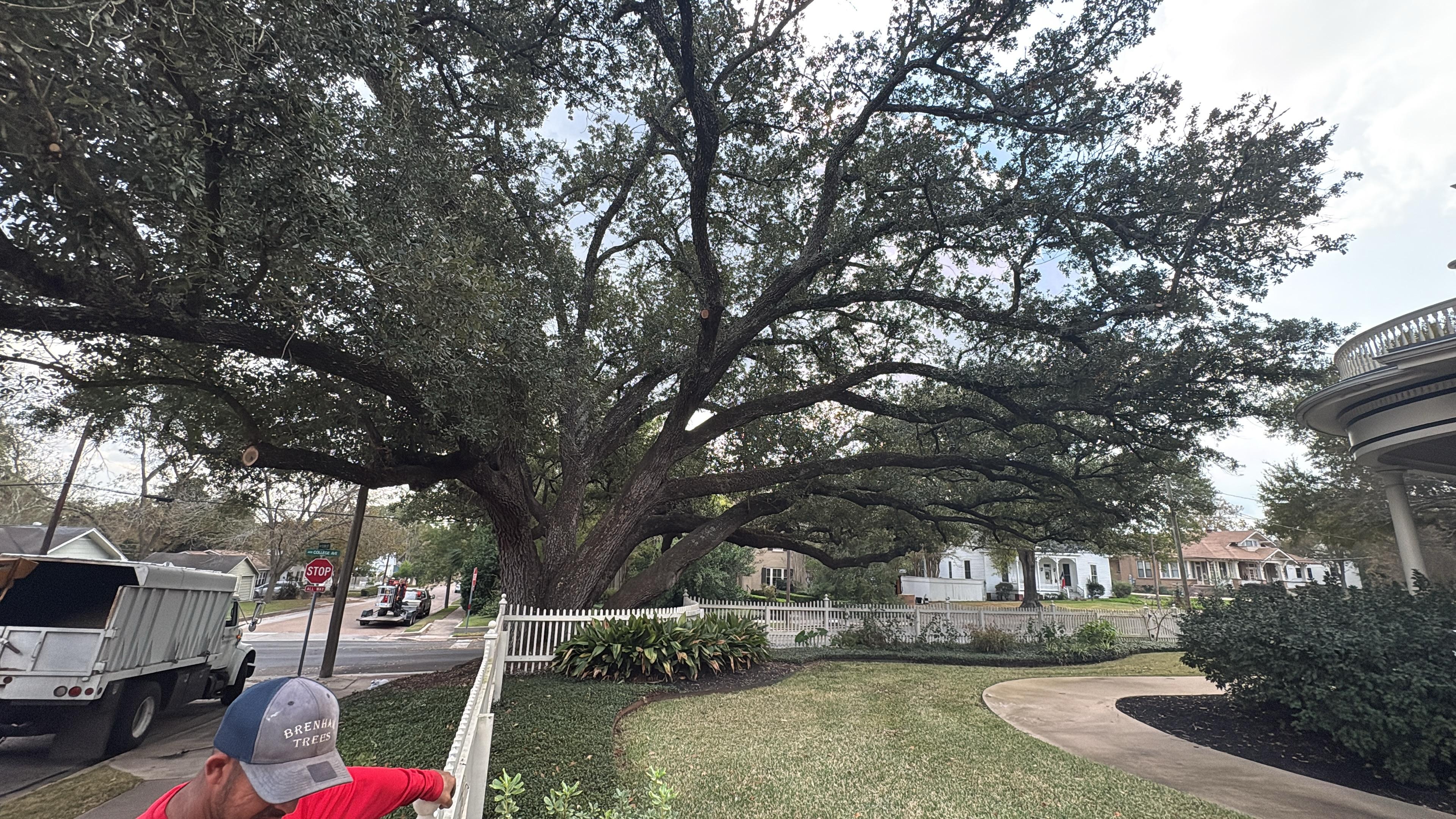 Crew working a large oak over a residential street with cones set