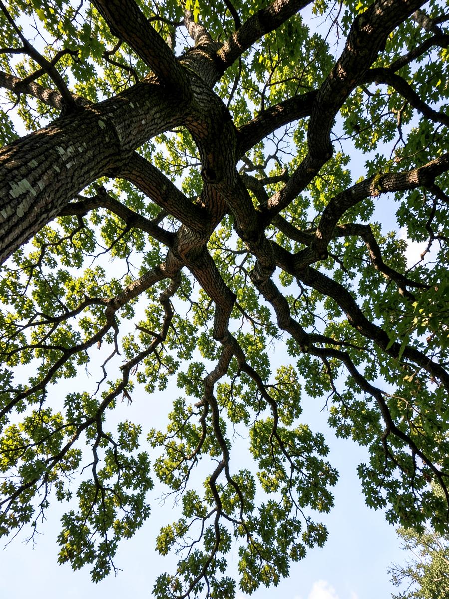 Brenham Trees crew working on a tree in Columbus, Texas