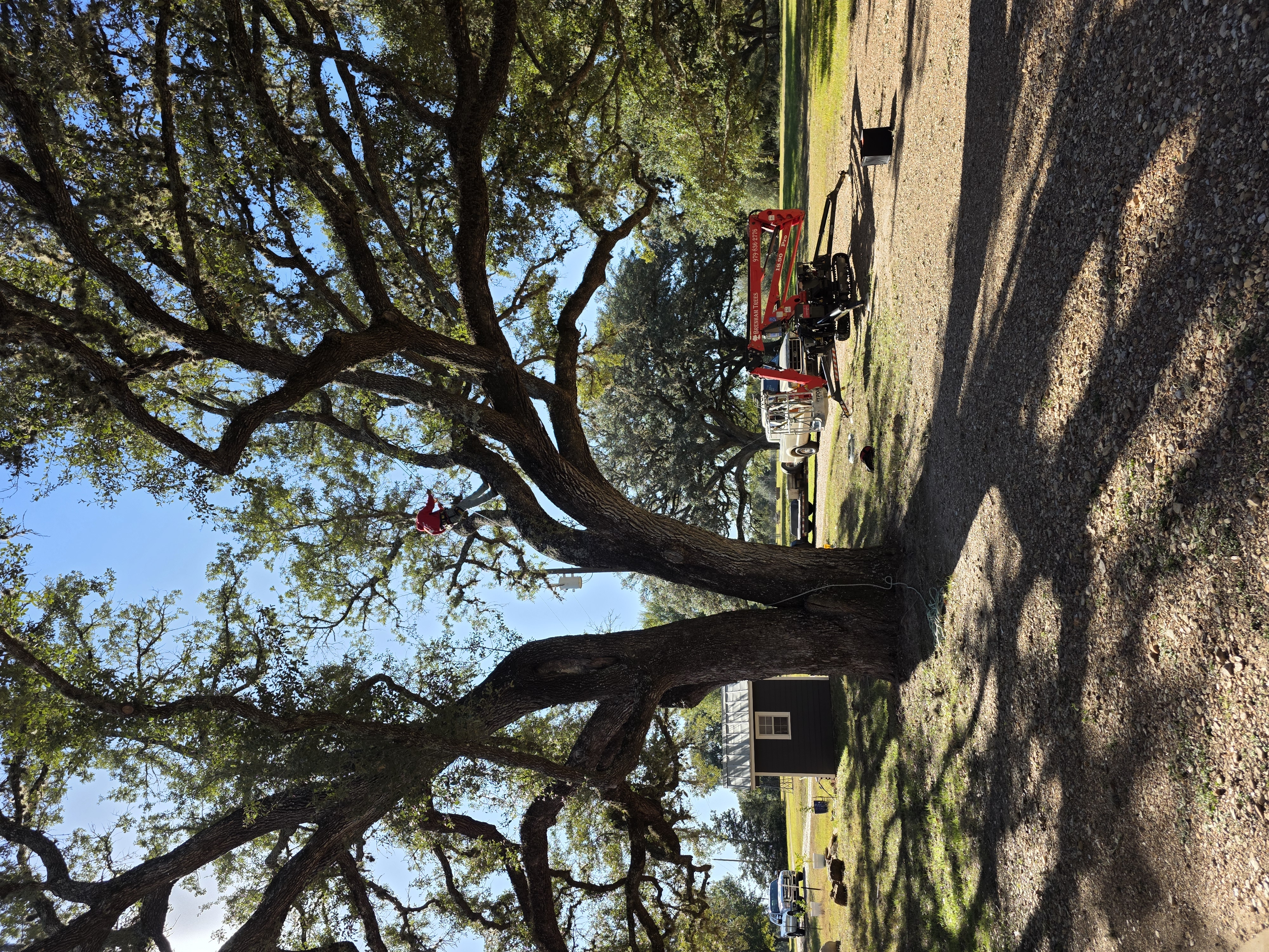 Tracked lift parked beside a mature live oak on a Brenham area property