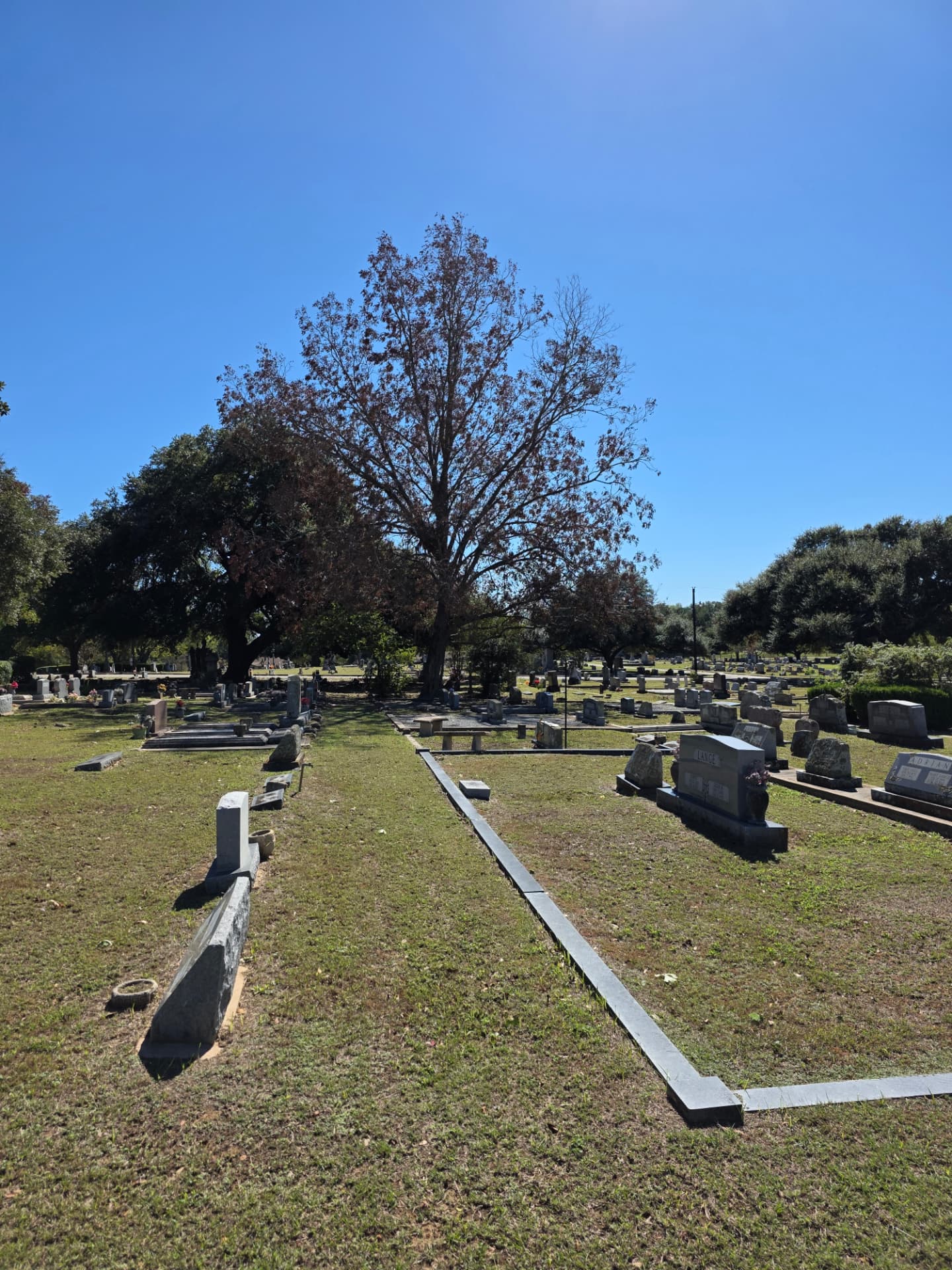 Mature tree with copper fall foliage in a Texas cemetery