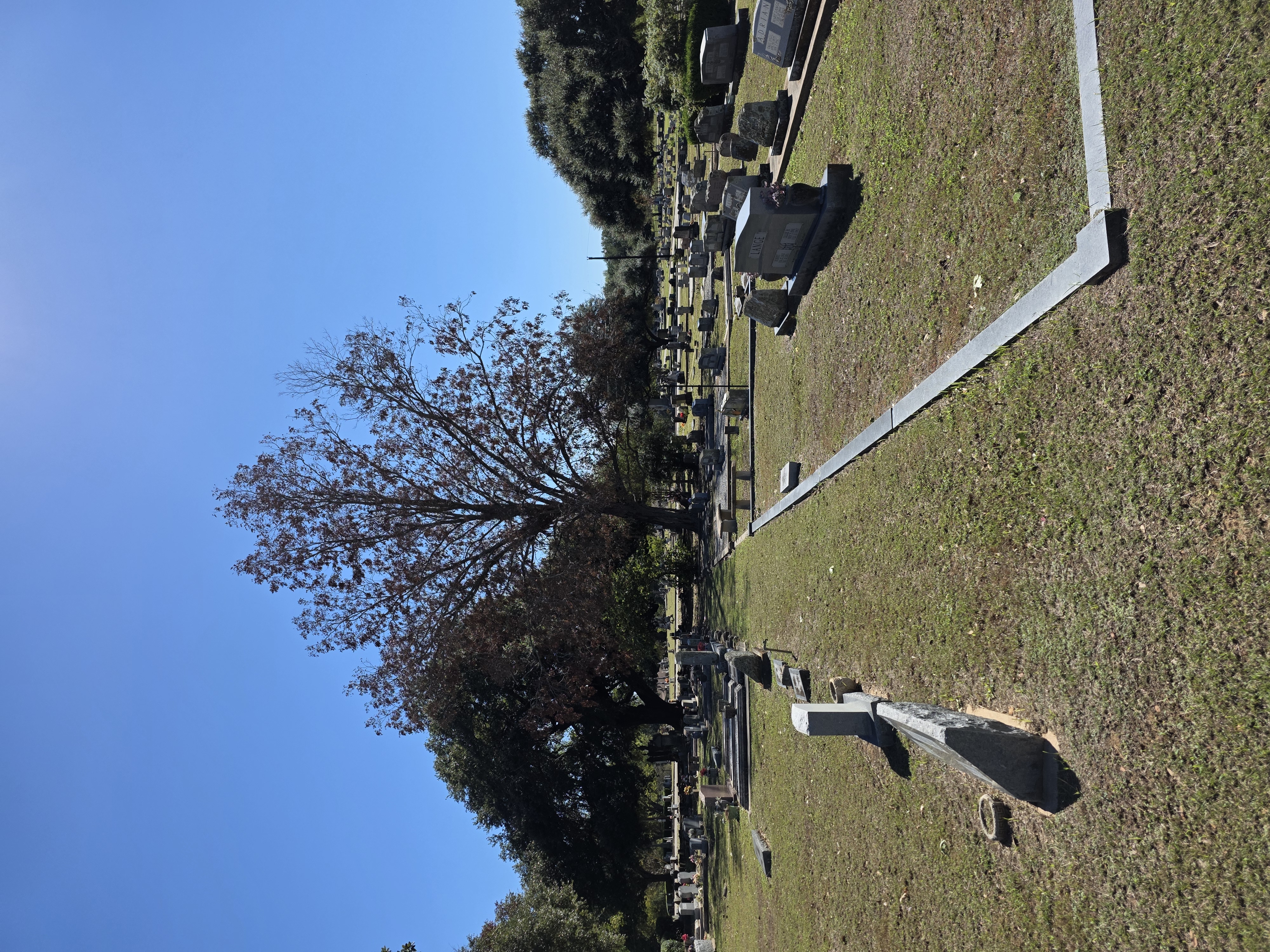 Large oak standing among headstones in a Brenham area cemetery
