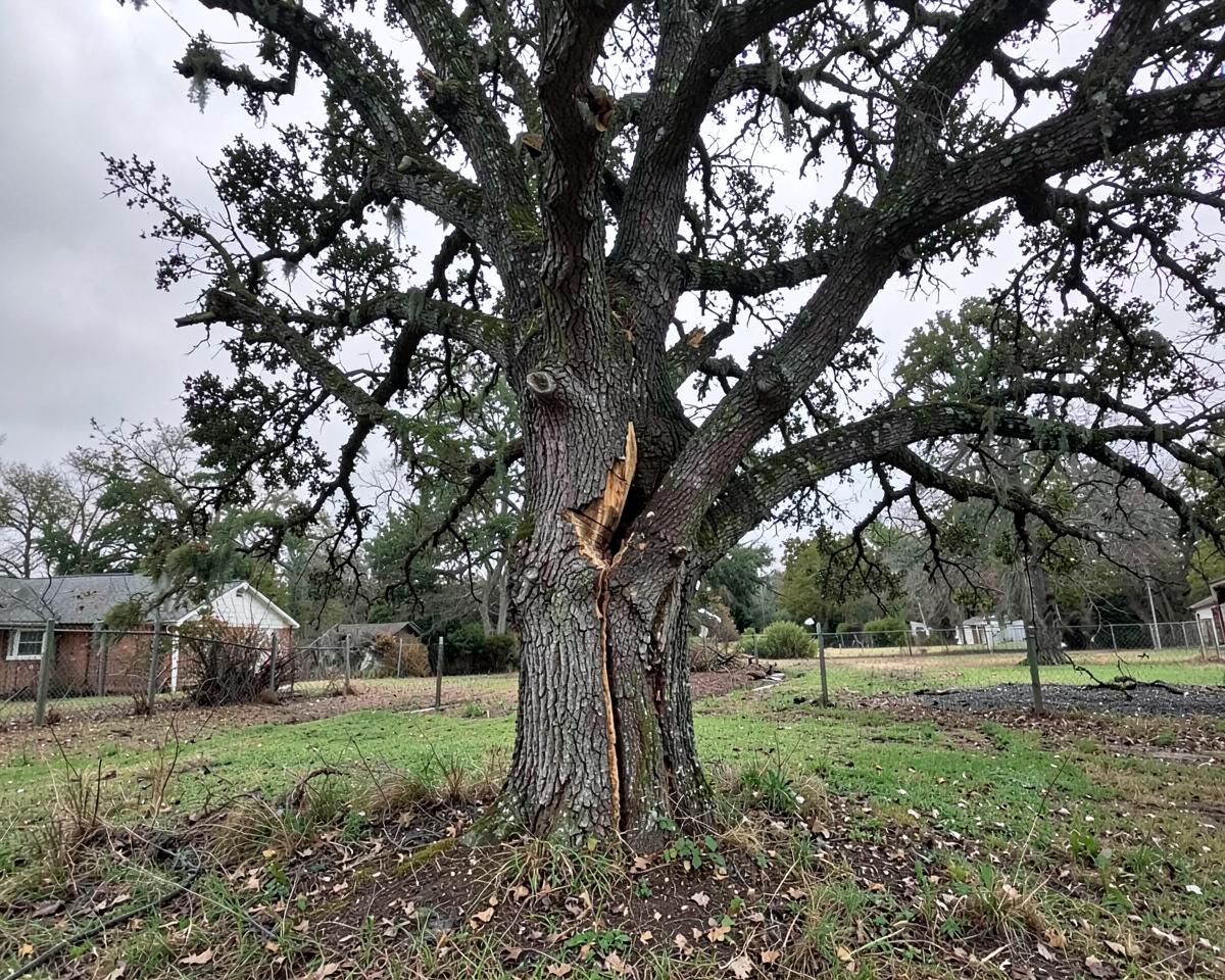Emergency Tree Service