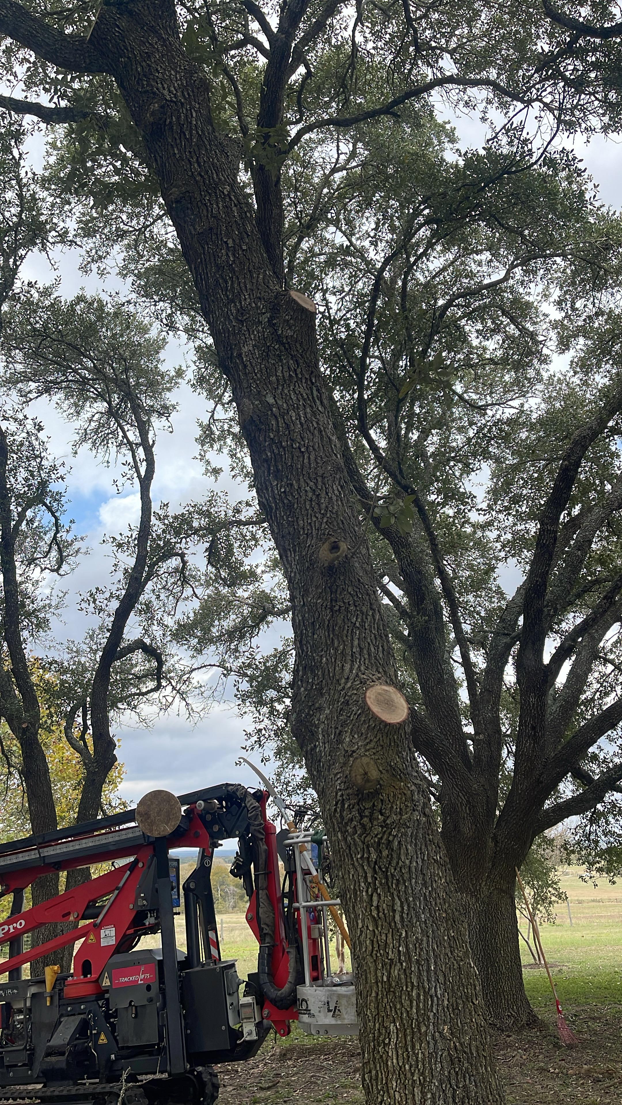 Freshly pruned mature oak with the tracked aerial lift at the trunk