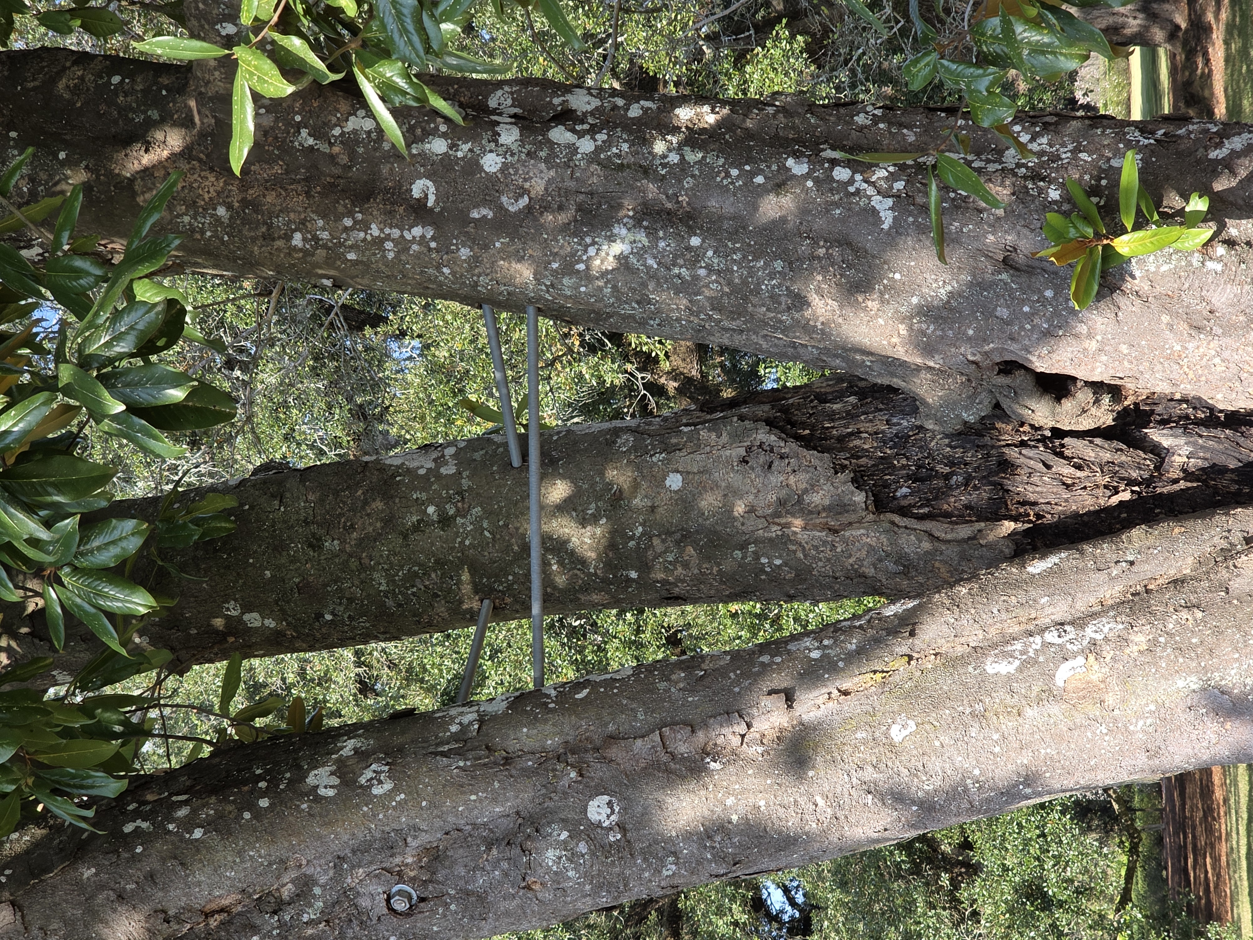 Steel cabling hardware installed between the trunks of a multi-stem tree