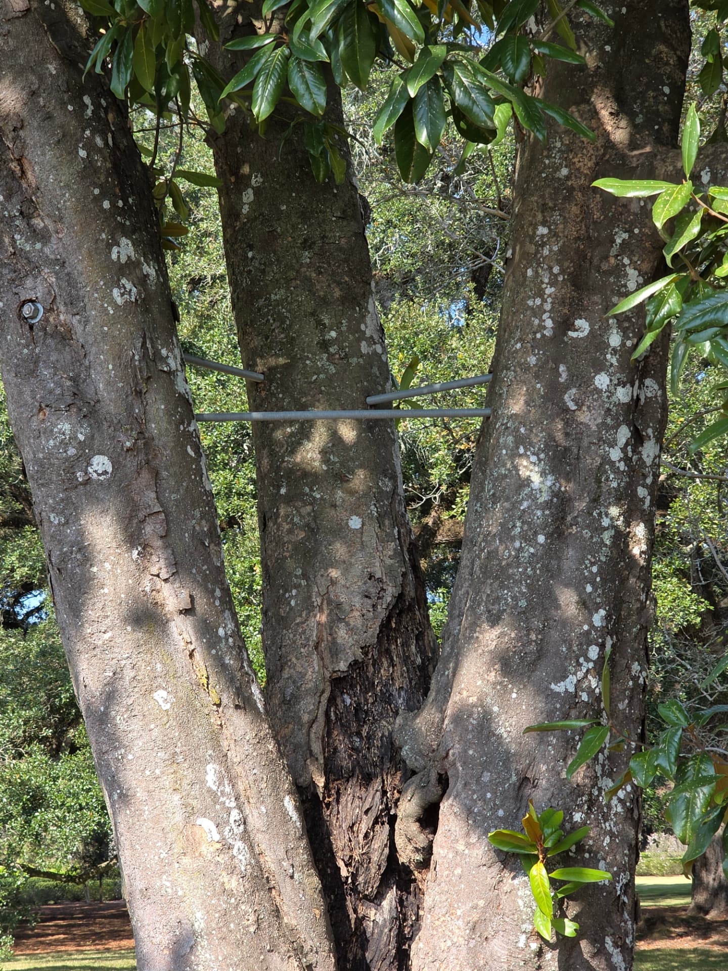 Tree Cabling