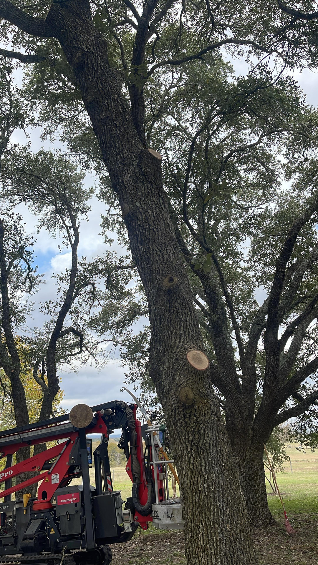 Tracked aerial lift pruning a mature tree with fresh branch cuts in a rural yard