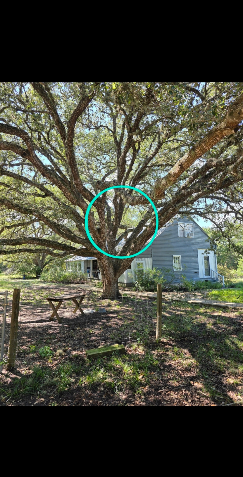 Mature live oak with a codominant union marked for cabling