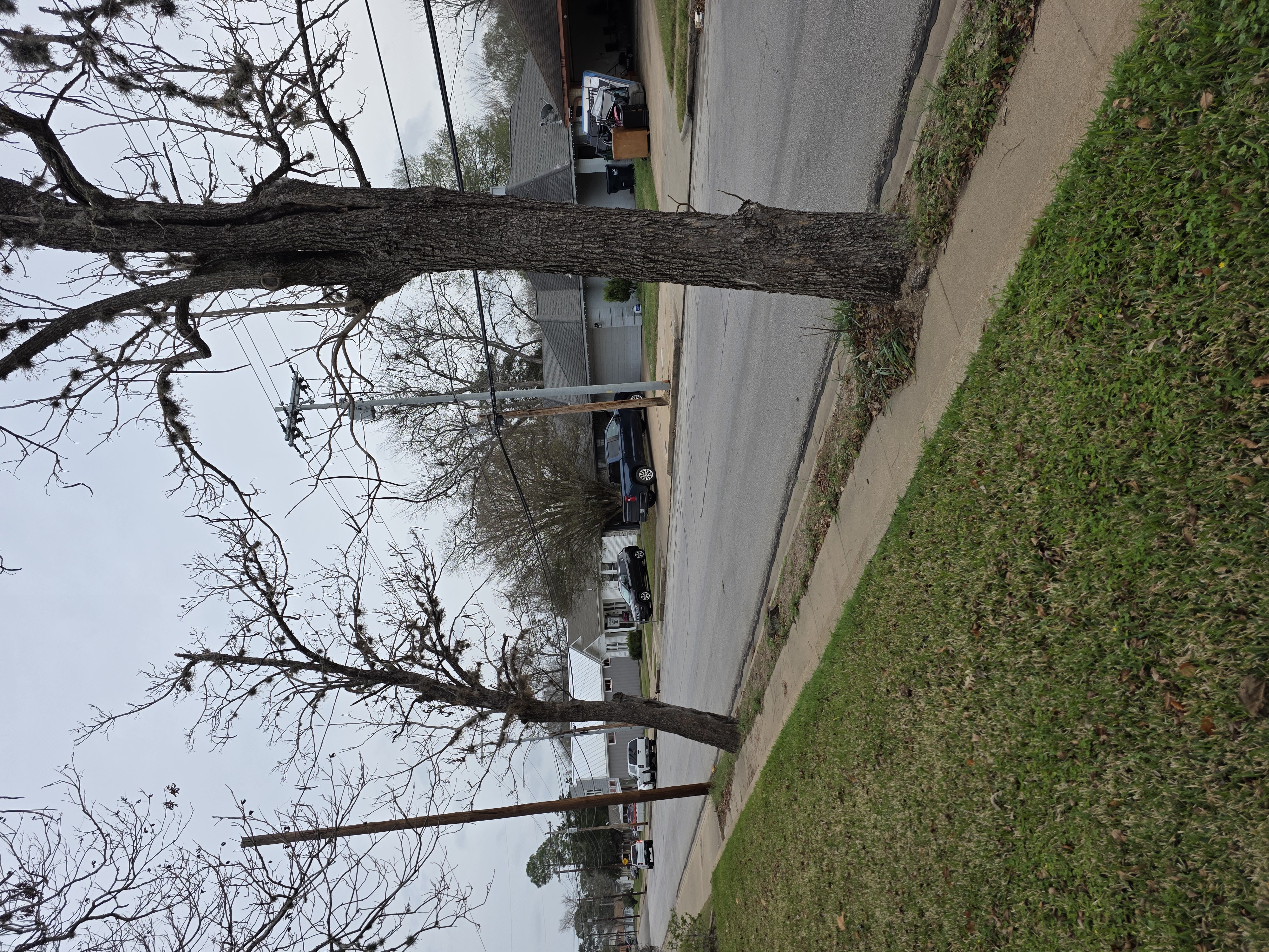Street trees along a Brenham sidewalk before seasonal trimming