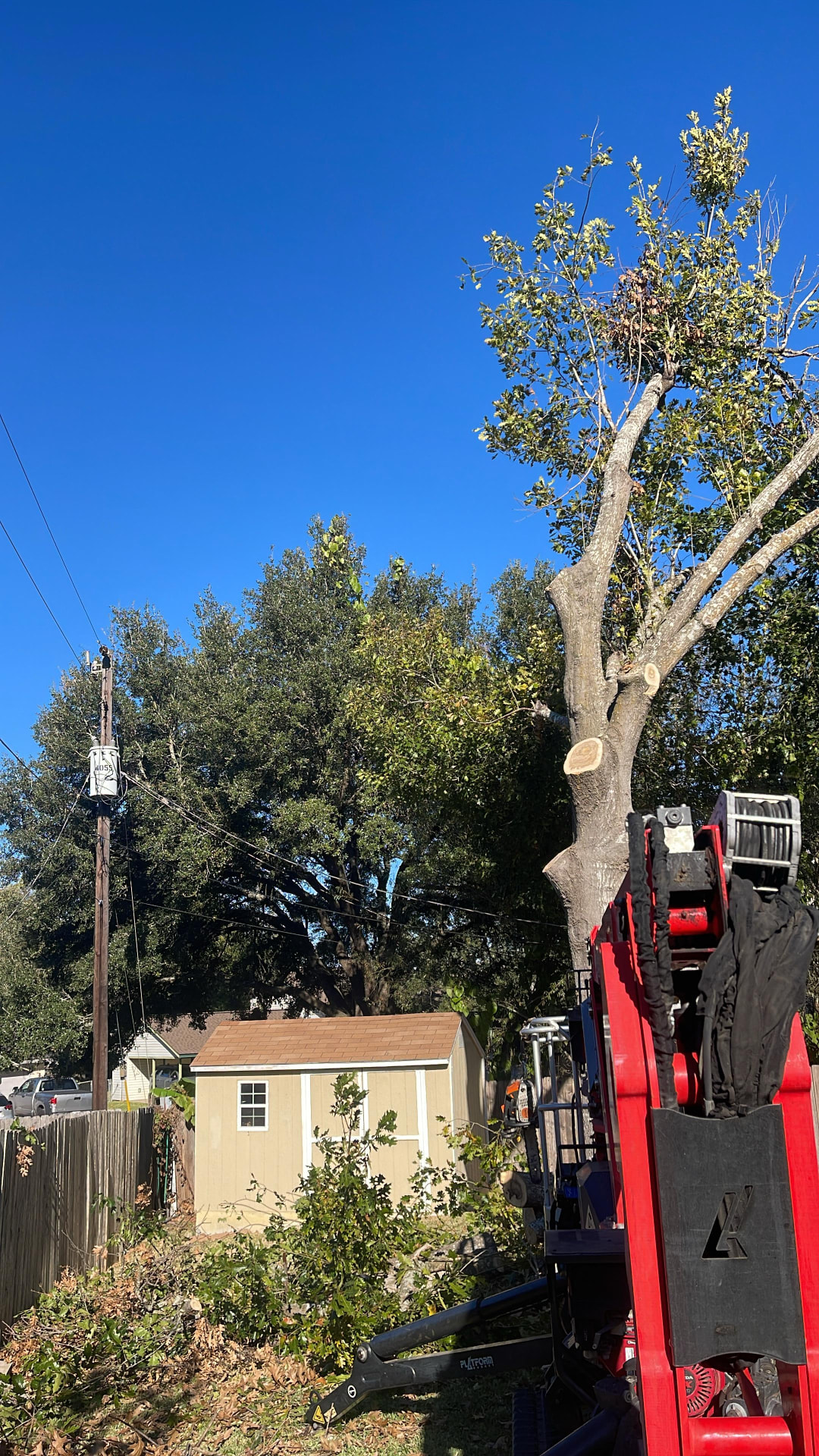 Red aerial lift pruning a large deciduous tree in a residential backyard
